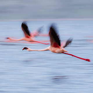 Lake Chitu - Flamingos